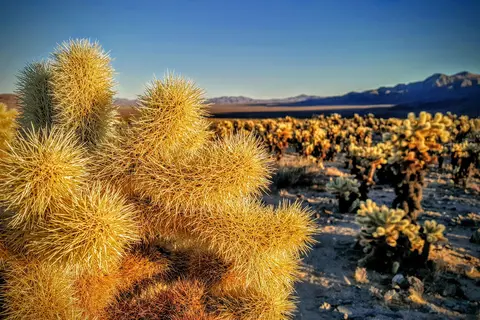 White Tank - Joshua Tree National Park