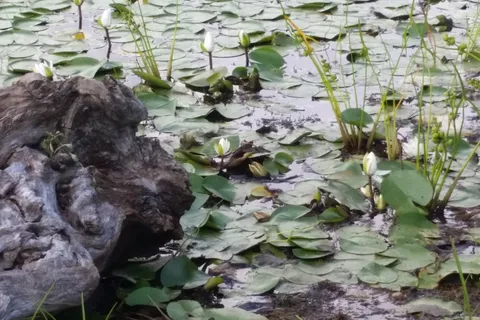 Rudd Pond Area - Taconic State Park
