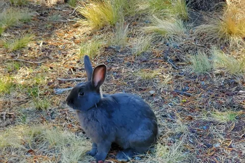 Bend Sunriver RV Campground
