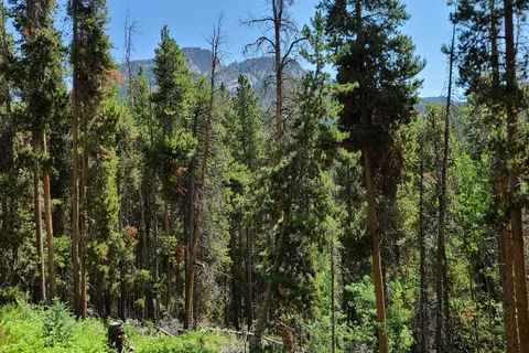 Reverends Ridge - Golden Gate Canyon State Park
