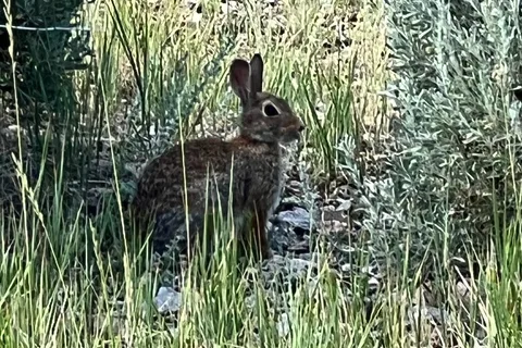 North Fork - Buffalo Bill State Park