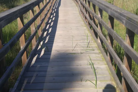 Rondeau Provincial Park