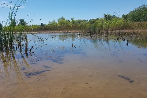 Rondeau Provincial Park
