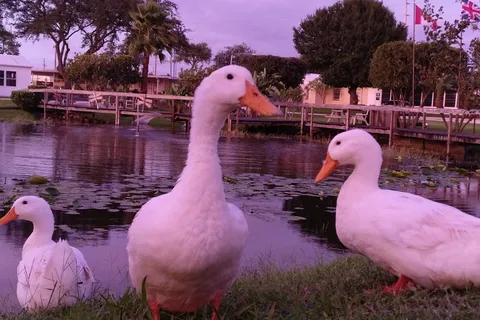 Lake Wales Campground