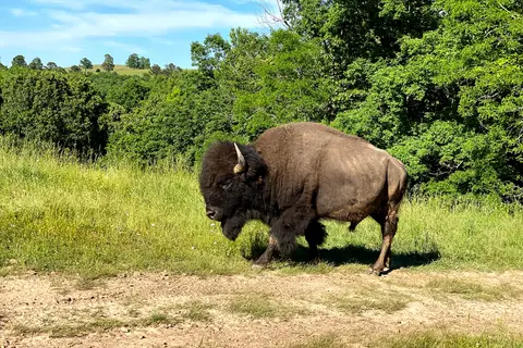 Wilderness Rider Buffalo Ranch and Adventure Park