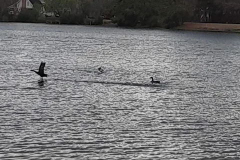 Lake Leamon Campground