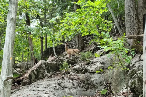 Panther Creek State Park