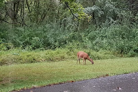 Panther Creek State Park