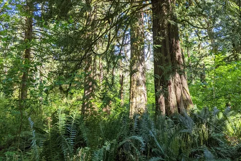 Rasar State Park