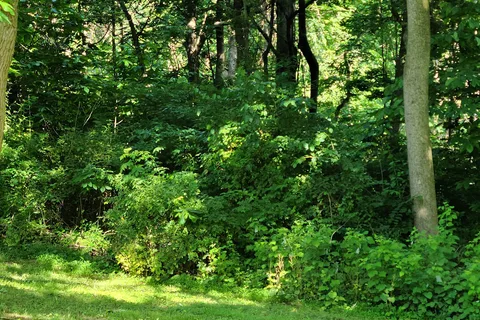 Camp Ramblewood
