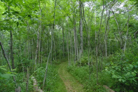 Drakes Ridge Rustic Nudist Retreat