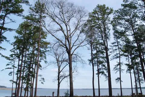 Powell Park Marina