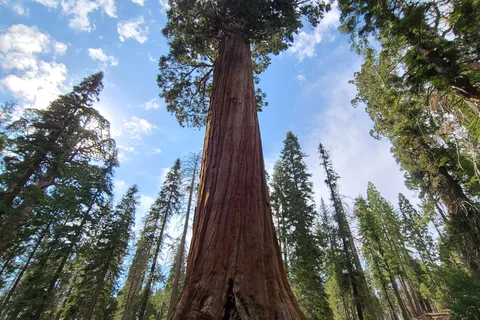 Sequoia Campground and Lodge