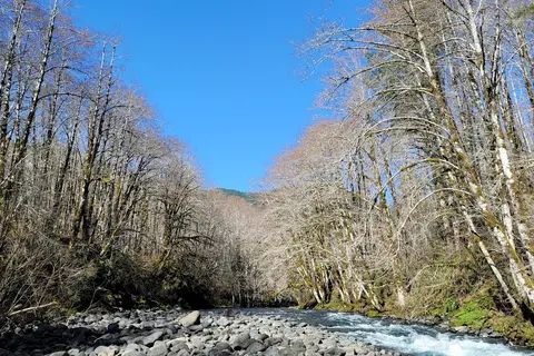 Tillamook State Forest - Jones Creek
