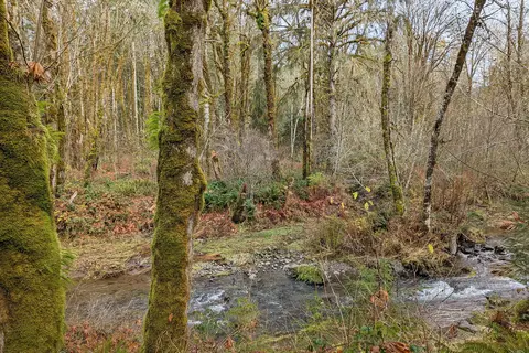 Tillamook State Forest - Jones Creek