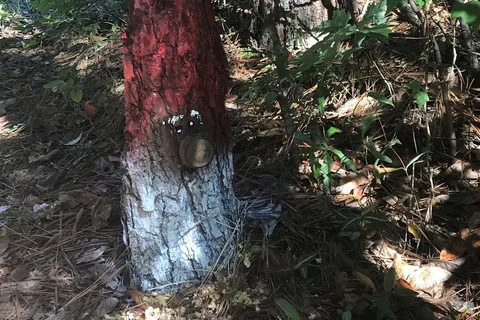 Newberry / I-26 / Sumter NF KOA Journey