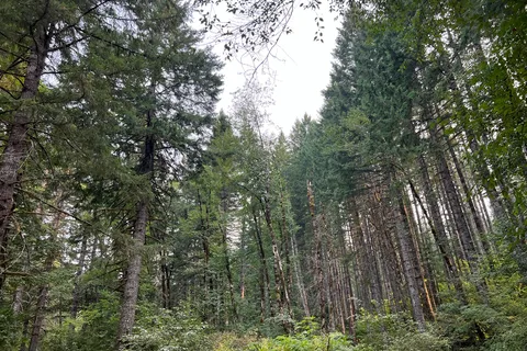 Tillamook State Forest - Browns OHV Camp