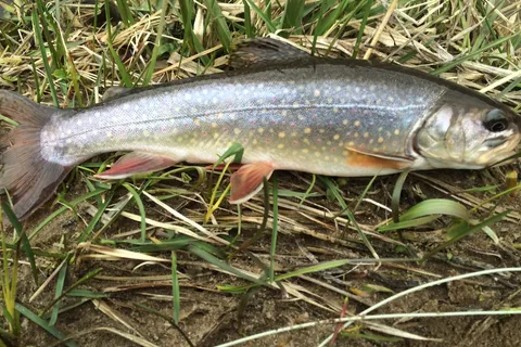 West Fork Sportsmans Club