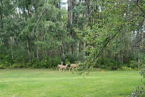Bear Paw Golf Course and RV