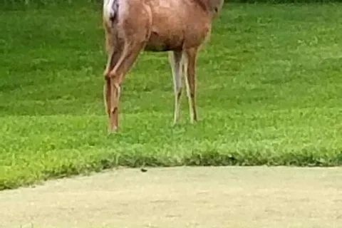 Bear Paw Golf Course and RV