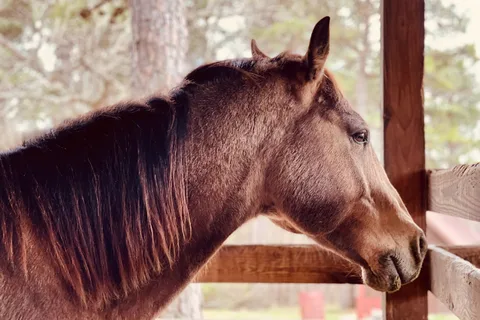Huckleberry Stables
