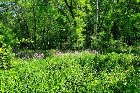 Semi-Modern - Flandrau State Park
