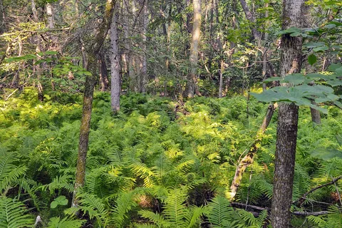 Great Woods Park