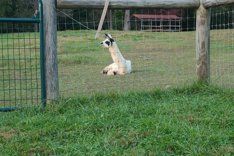 Lazy Llama Campground