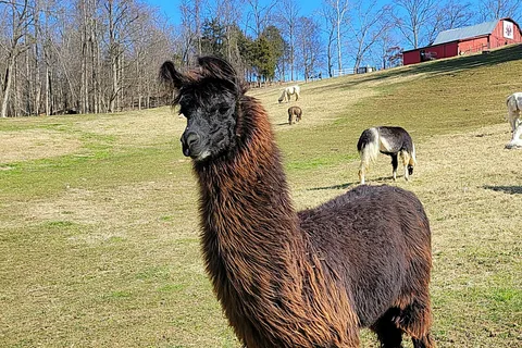 Lazy Llama Campground