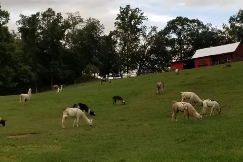 Lazy Llama Campground