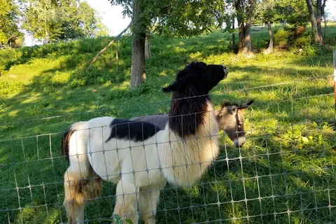 Lazy Llama Campground