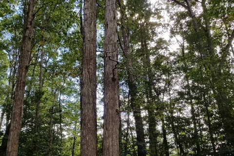 Woodlawn Camp Ground