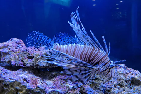 John Pennekamp Coral Reef State Park