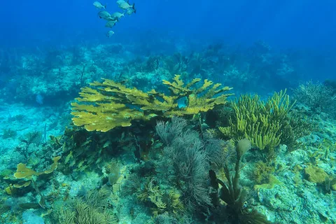 John Pennekamp Coral Reef State Park