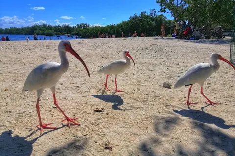 John Pennekamp Coral Reef State Park