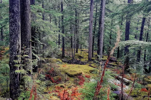 Nakusp Hot Springs and Campground