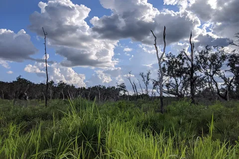 Alafia River State Park