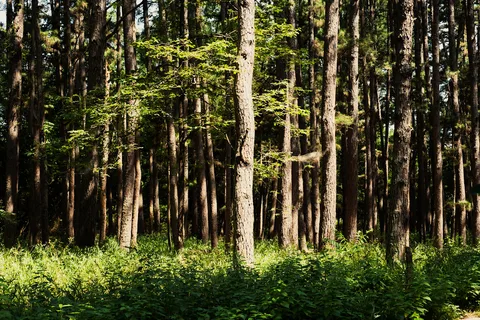 Sequoyah State Park