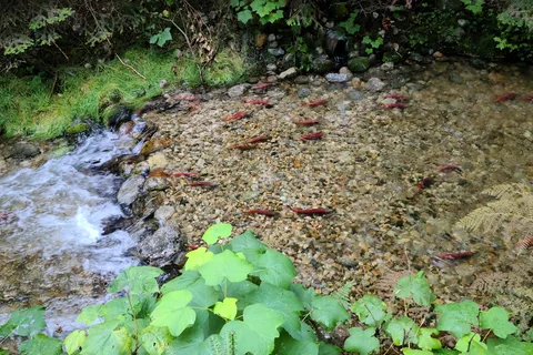 Kokanee Creek Provincial Park