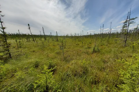 Big Bog State Recreation Area Southern Unit