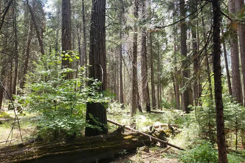 Hodgdon Meadow - Yosemite National Park