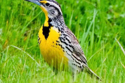 Meadowlark RV Park