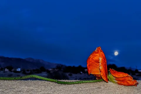 Leapin' Lizard RV Ranch