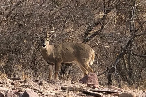 Main - Davis Mountains State Park