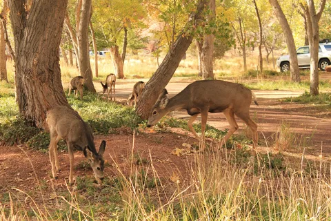 South Campground - Zion National Park