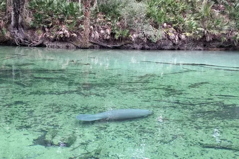 Blue Spring State Park