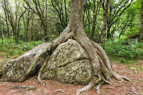 Grayson Highlands State Park