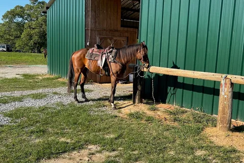 Caesar Oaks RV Park, Stable, and Campground