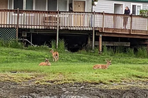 Clover Pass Resort