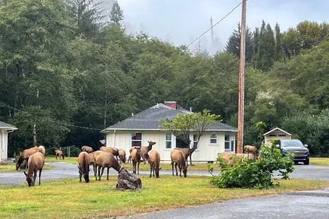 Heart of the Redwoods Cottages & RV